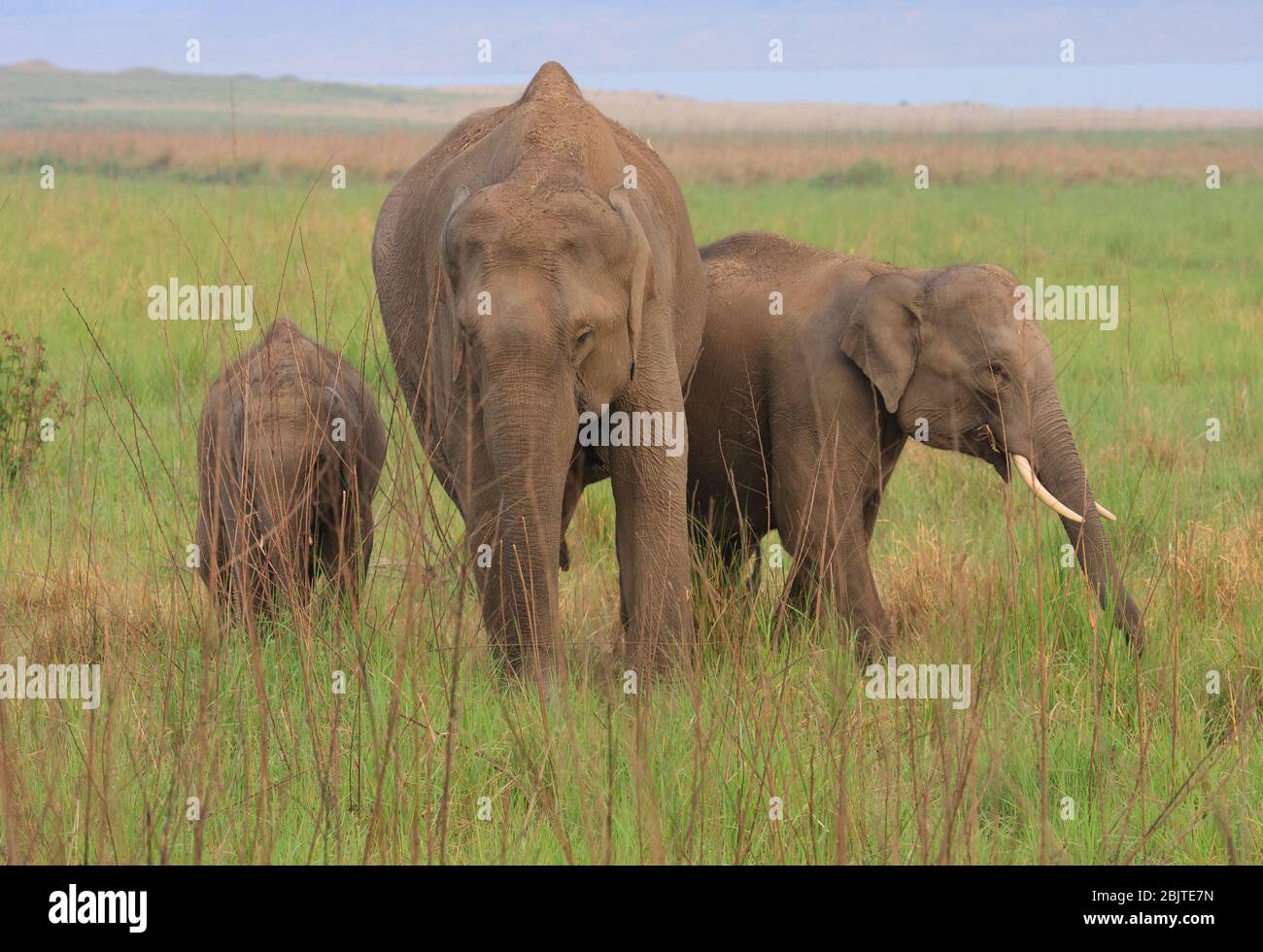 Mother and Baby Elephants foraging in the grassland of  Corbett National Park (India) Stock Photo