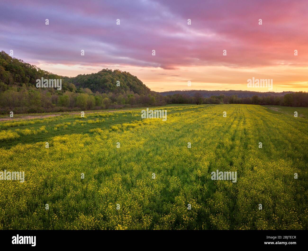 Yellow fields of wild mustard are in bloom above a Spring colorful sunset sky at Green Bottom, West Virginia. Stock Photo