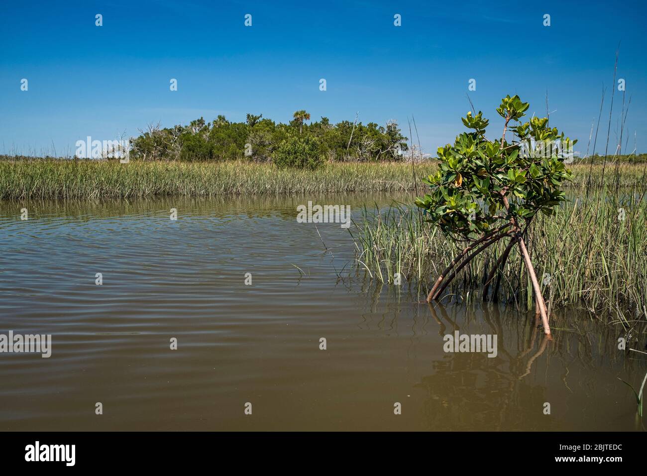 A small Red Mangrove in aFlorida Salt Marsh. Gulf Coast. Near Yankeetown, FL. Natural coastal Florida landscape Stock Photo