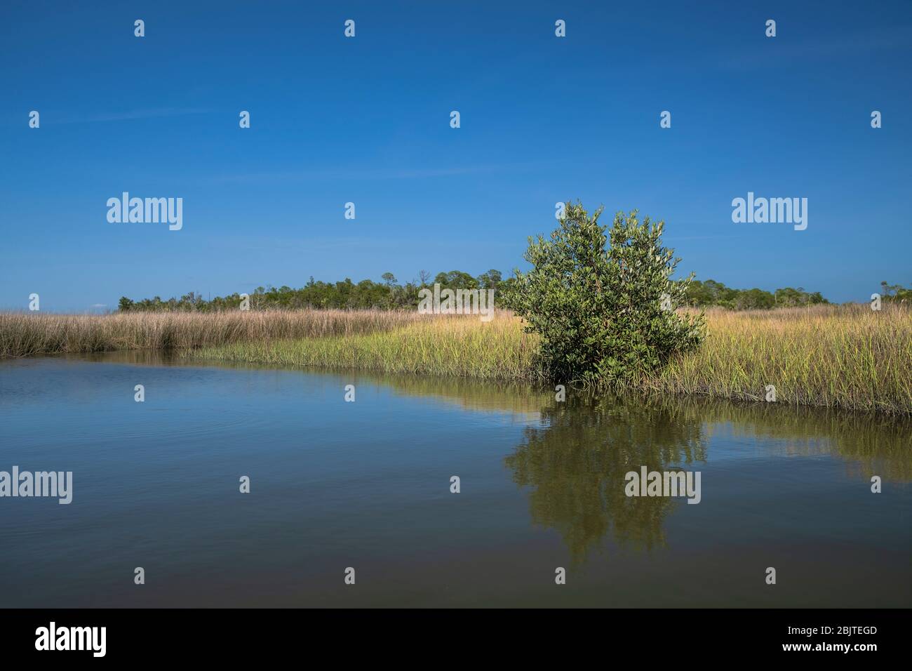 A small Red Mangrove in aFlorida Salt Marsh. Gulf Coast. Near Yankeetown, FL. Natural coastal Florida landscape Stock Photo