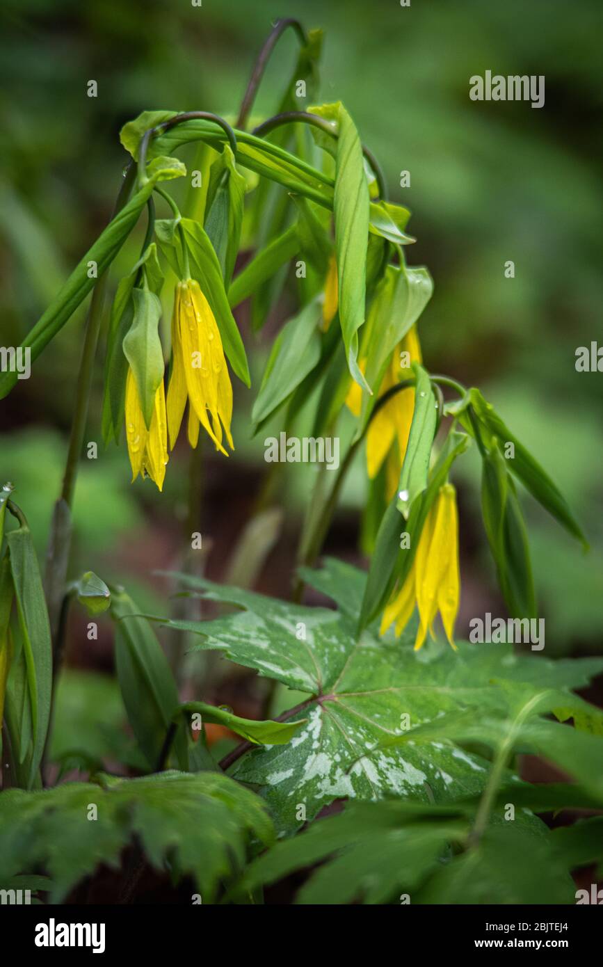 Early morning dew covers the yellow bellwort displaying multiple blooms in early Spring. Stock Photo