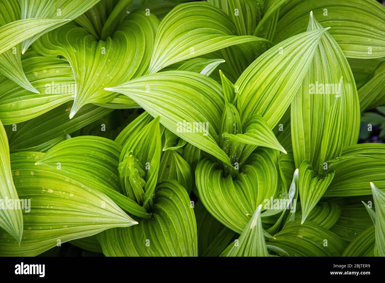 Top down view of the wavy green leaves of veratrum viride, a North American false hellebore, taken in the Cranberry Glades WMA of West Virginia. Stock Photo