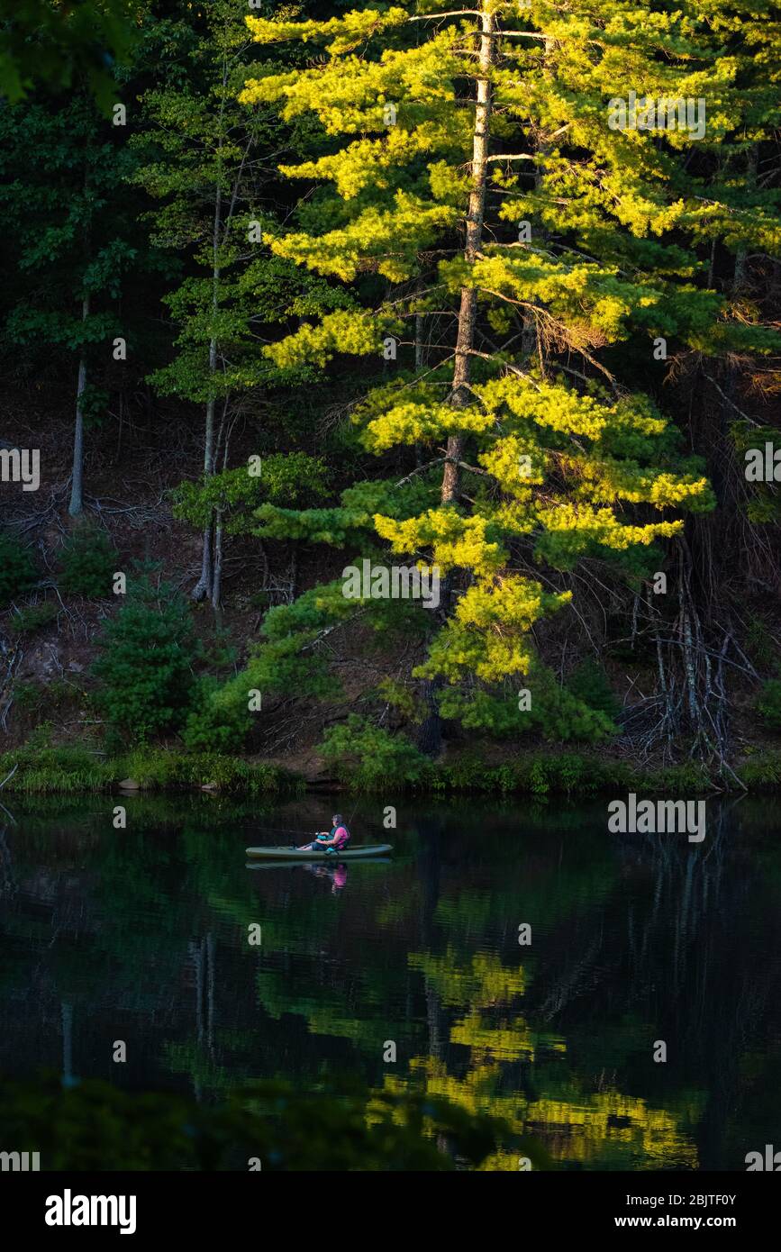 A kayaker can be seen fishing above a long pine tree lit by the late evening sun and reflected in the calm waters of Watoga Lake in West Virginia. Stock Photo