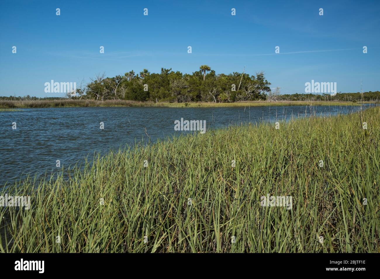 Florida Salt Marsh. Gulf Coast near Yankeetown, Florida. scenic coastal tidal salt marsh with rush, grass, trees. Natural Florida coastal community. Stock Photo