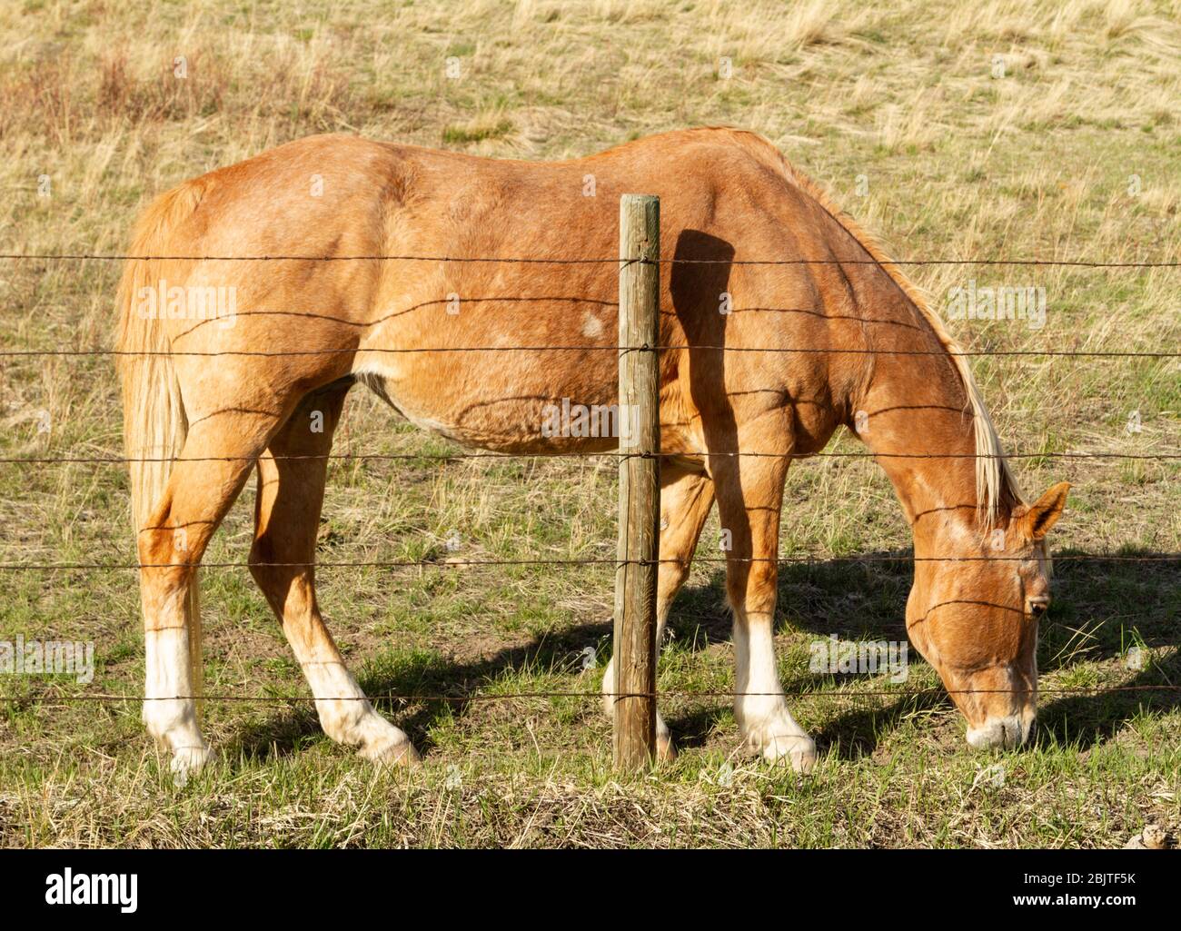 Buckskin horse, Equus ferus caballus, feeding on fresh spring grass behind a fence in central Montana, USA. Stock Photo