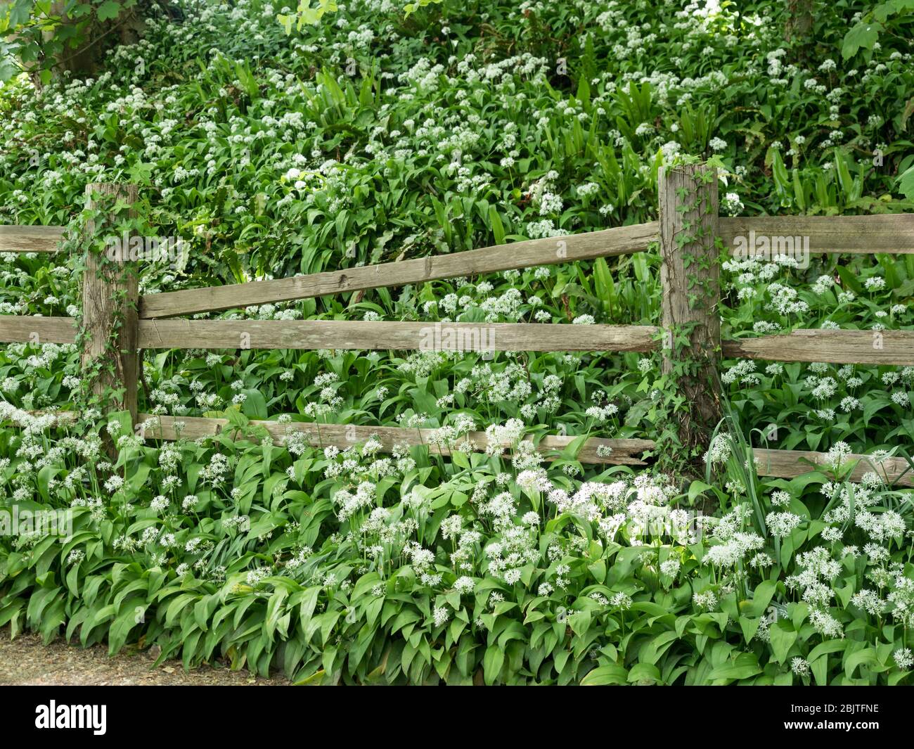 a dropping post and rail fence with wild garlic bank in woodland with dappled sunlight Stock Photo