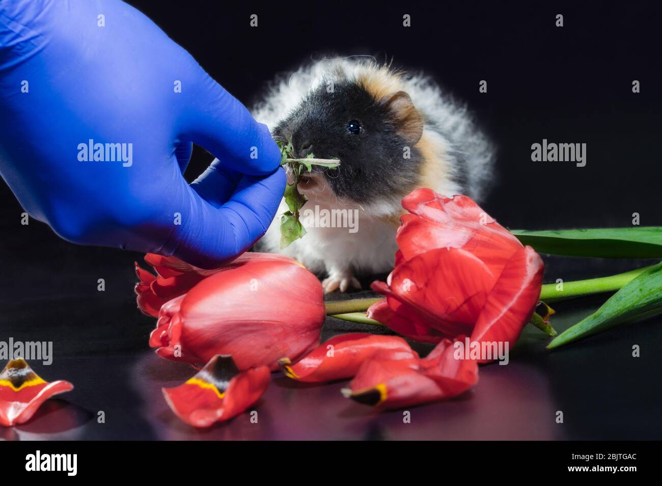 vet hand in blue glove grass feeds fluffy guinea pig with tulip flowers