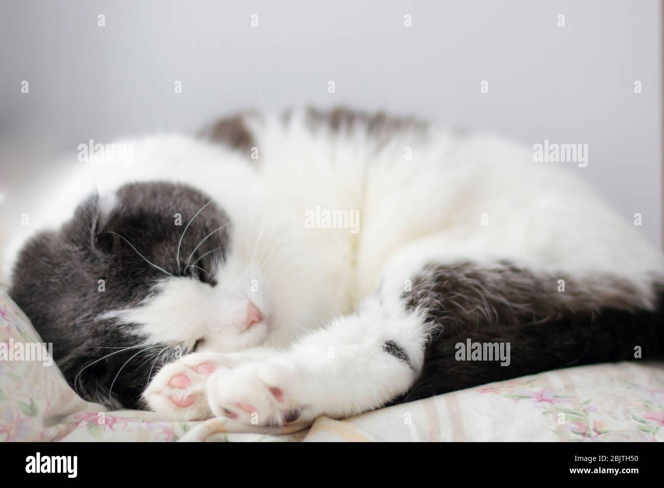 Beautiful cute fluffy cat sleeping on the windowsill Stock Photo - Alamy