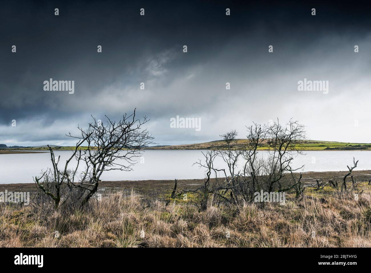 Skeletal dead trees on the banks of Colliford Lake on Bodmin Moor in Cornwall. Stock Photo