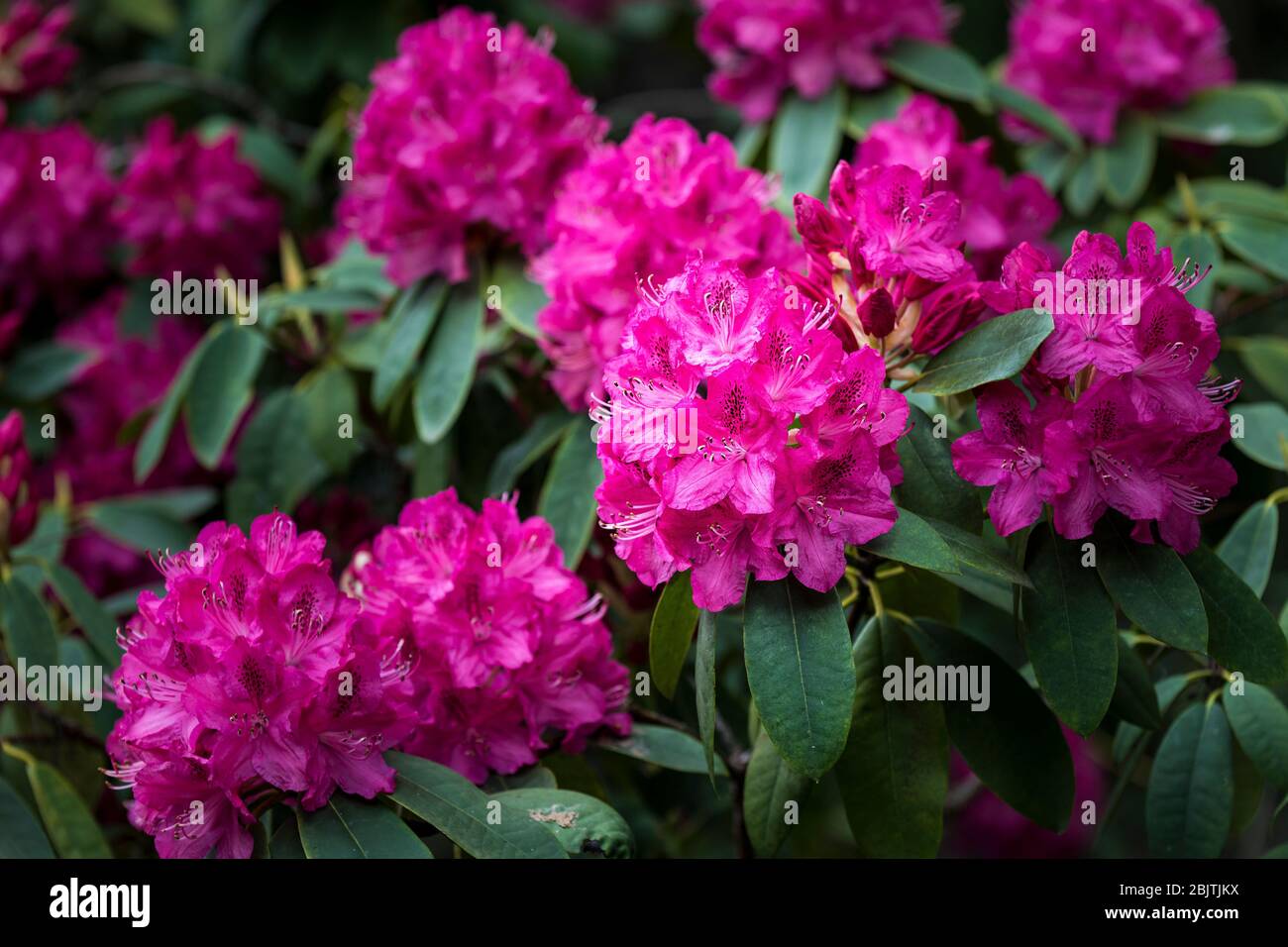 The spectacularly intense colour of a Rhododendron bush Ericaceae. Stock Photo