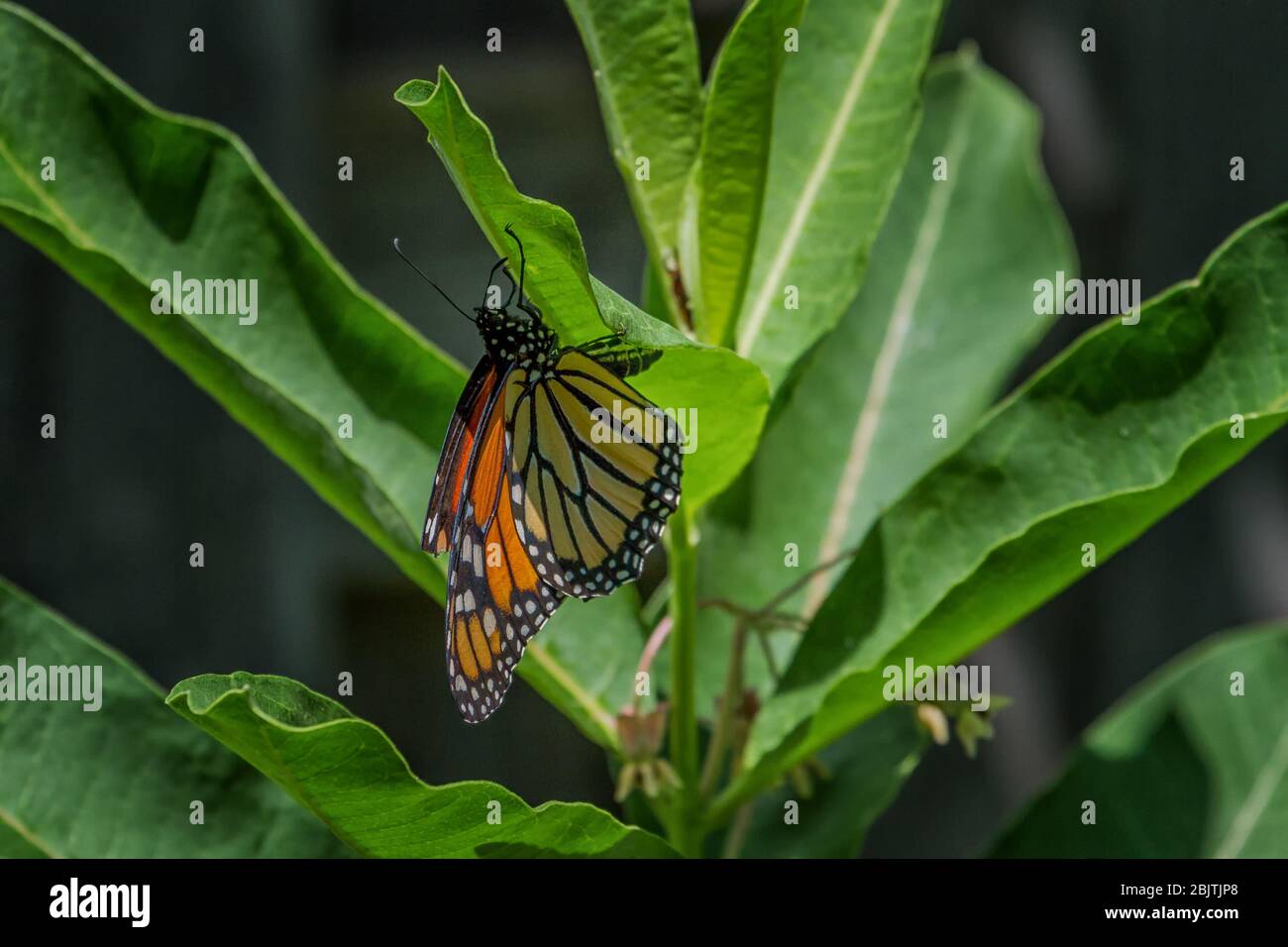 Monarch Butterfly laying an egg on the underside of a common milkweed