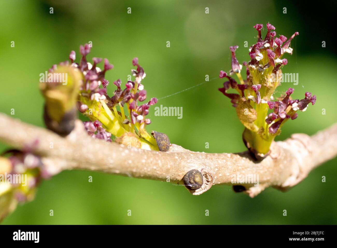Ash (fraxinus excelsior), close up of the flowers bursting into life in the spring, isolated against a plain out of focus background. Stock Photo
