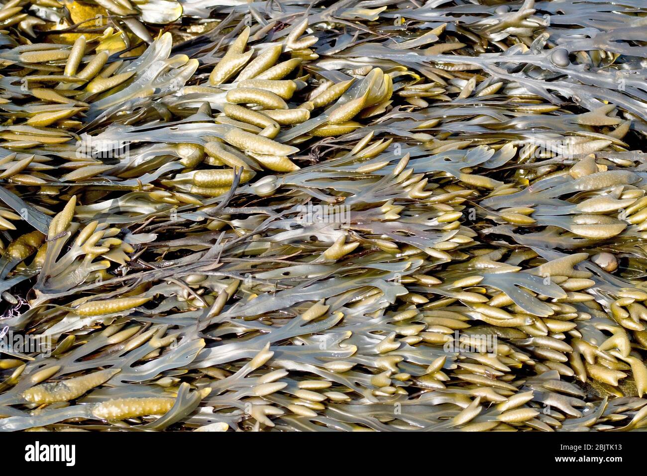 Bladder Wrack (fucus vesiculosis), close up showing the seaweed laying flat on the foreshore. Stock Photo