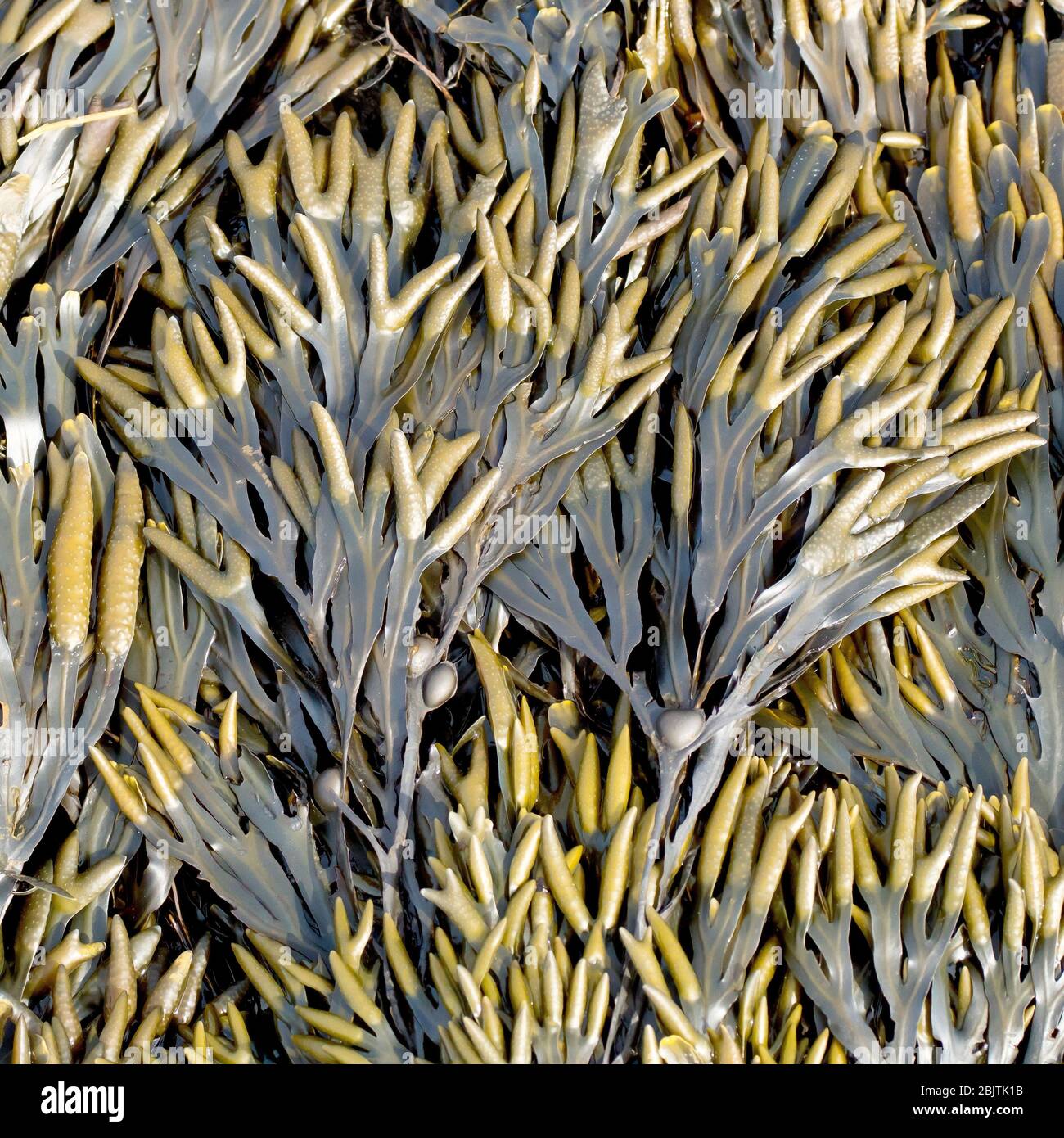 Bladder Wrack (fucus vesiculosis), close up showing the seaweed laying flat on the foreshore. Stock Photo