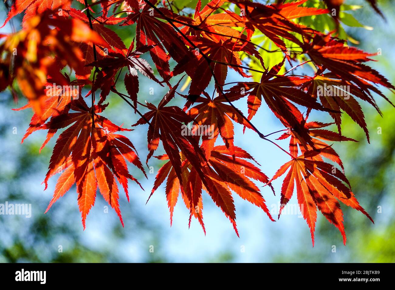 Japanese Maple Acer palmatum 'Tama Hime' Stock Photo