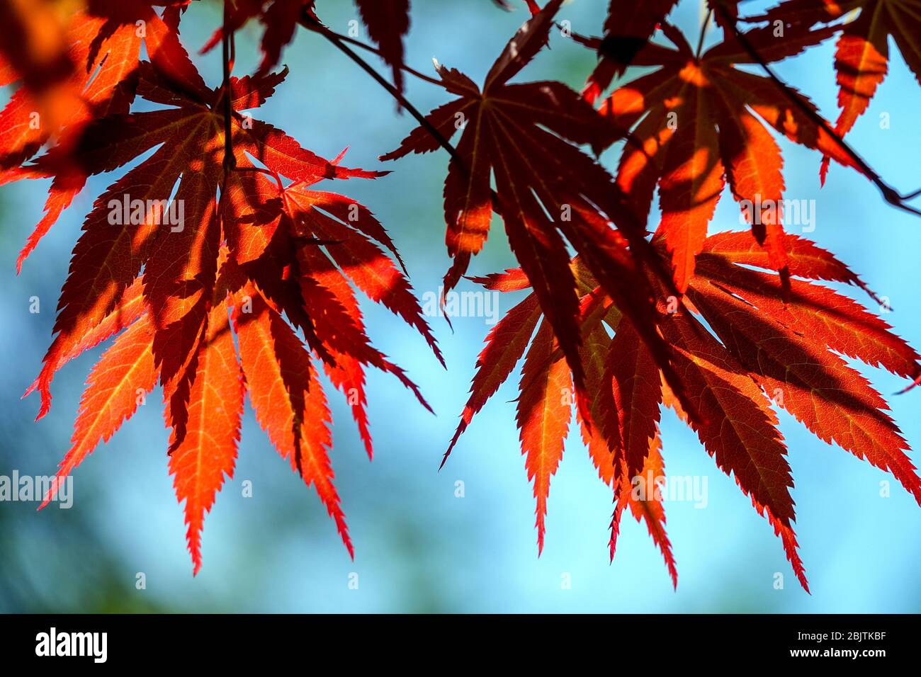 Japanese Maple Acer palmatum 'Tama Hime' detail maple red leaves backlit Stock Photo