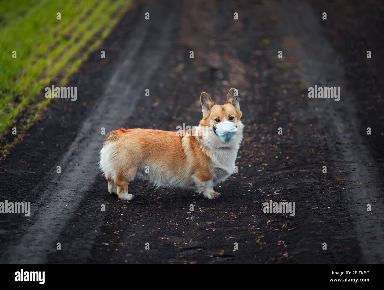 sad corgi