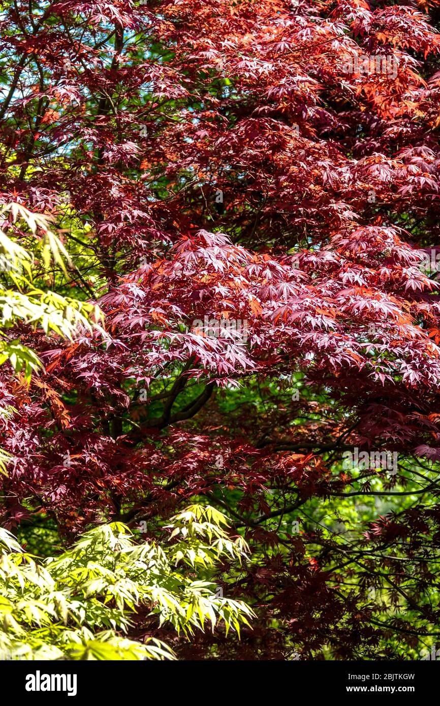 Japanese Maple Acer palmatum 'Tama Hime' red tree Stock Photo