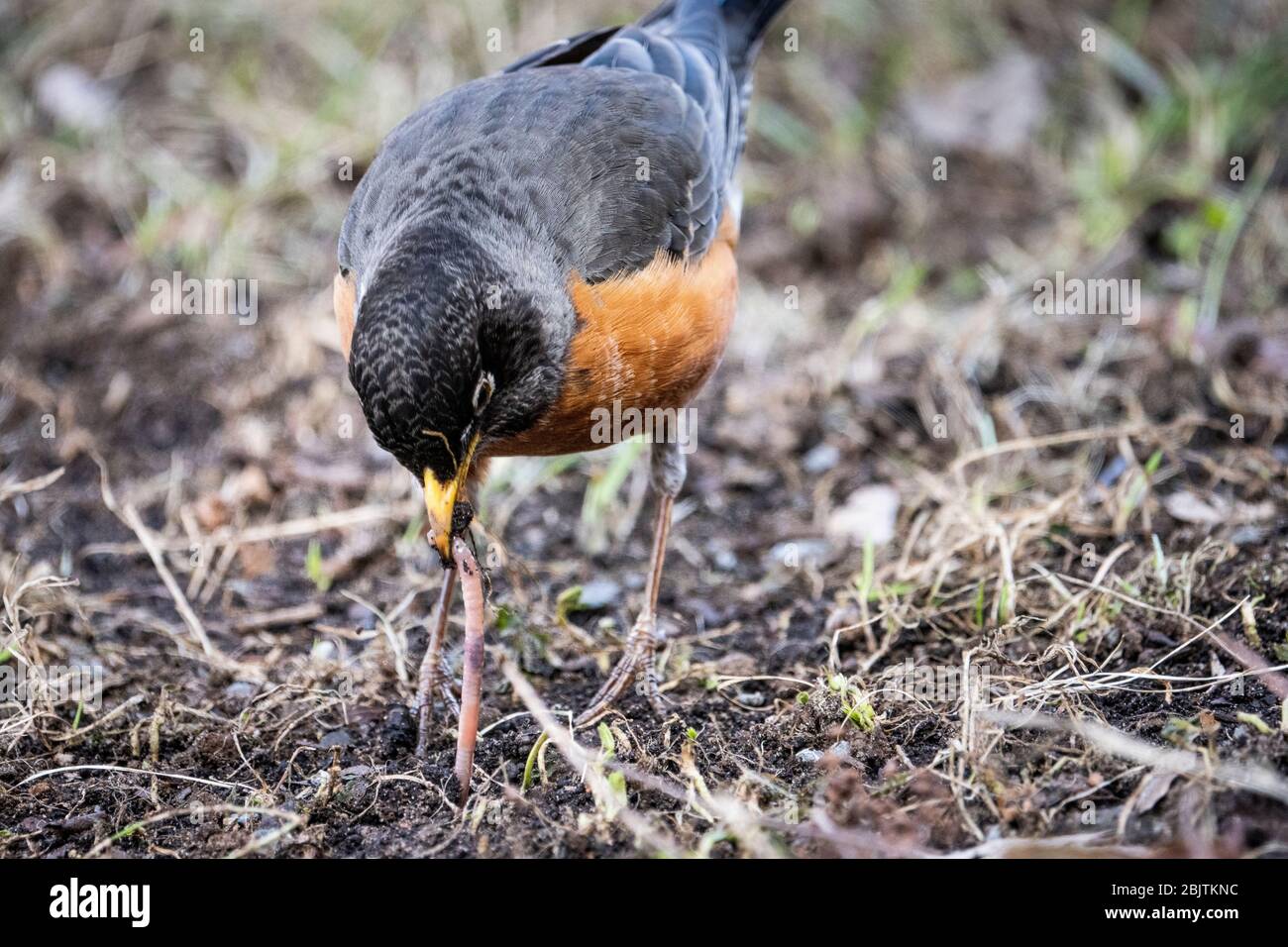 American Robin foraging for food in the grass Stock Photo