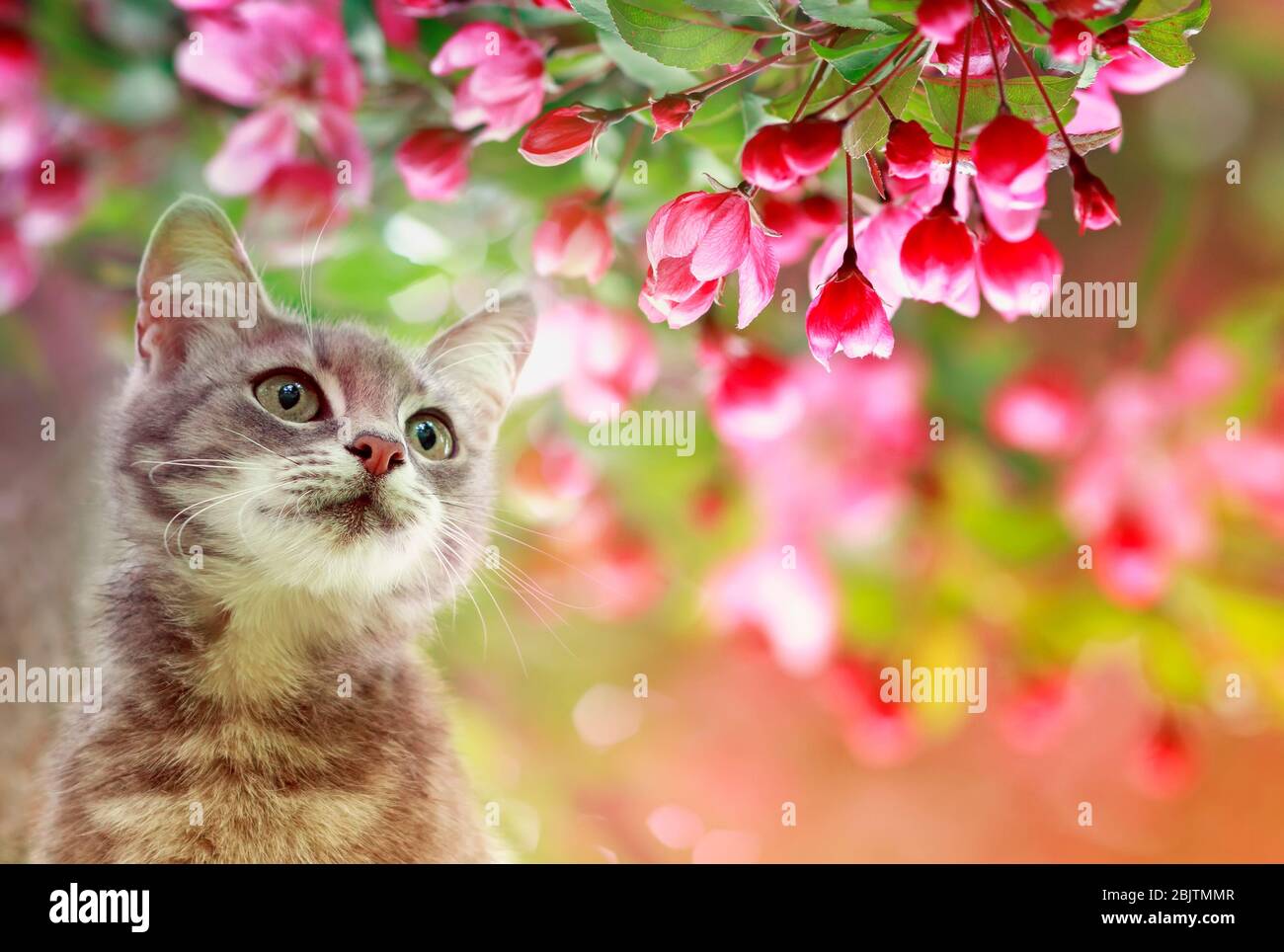 portrait a cute tabby kitten sits among the blooming pink branches of ...