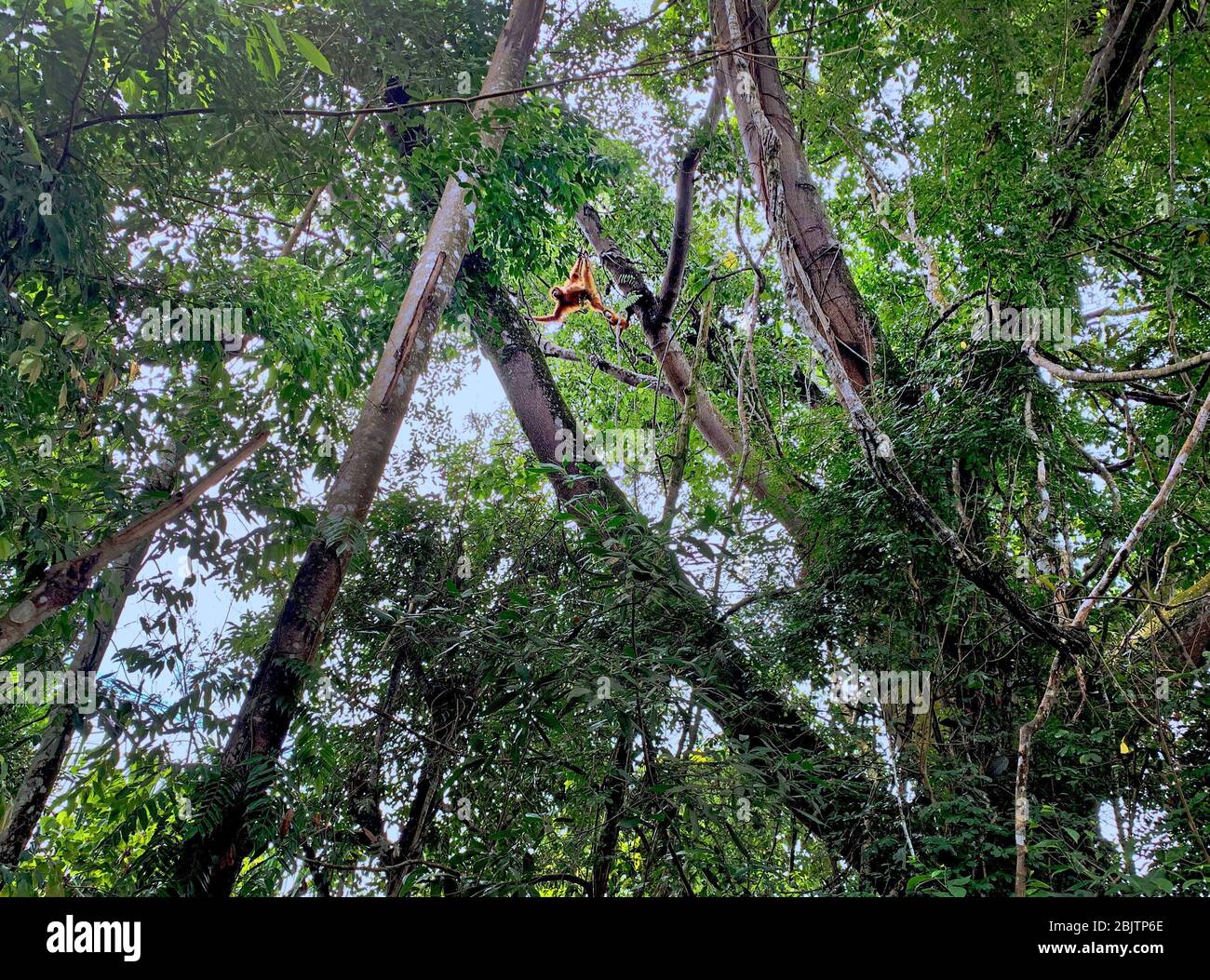 Orangutan Bukit Lawang National Park in Sumatra Stock Photo