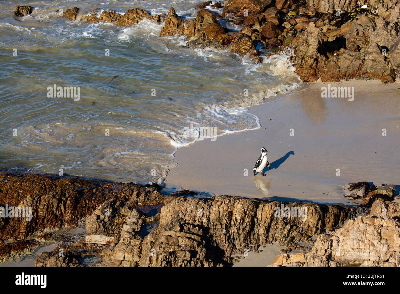 The African penguin, also known as the Cape penguin, and South African penguin, Betty's Bay, South Africa Stock Photo