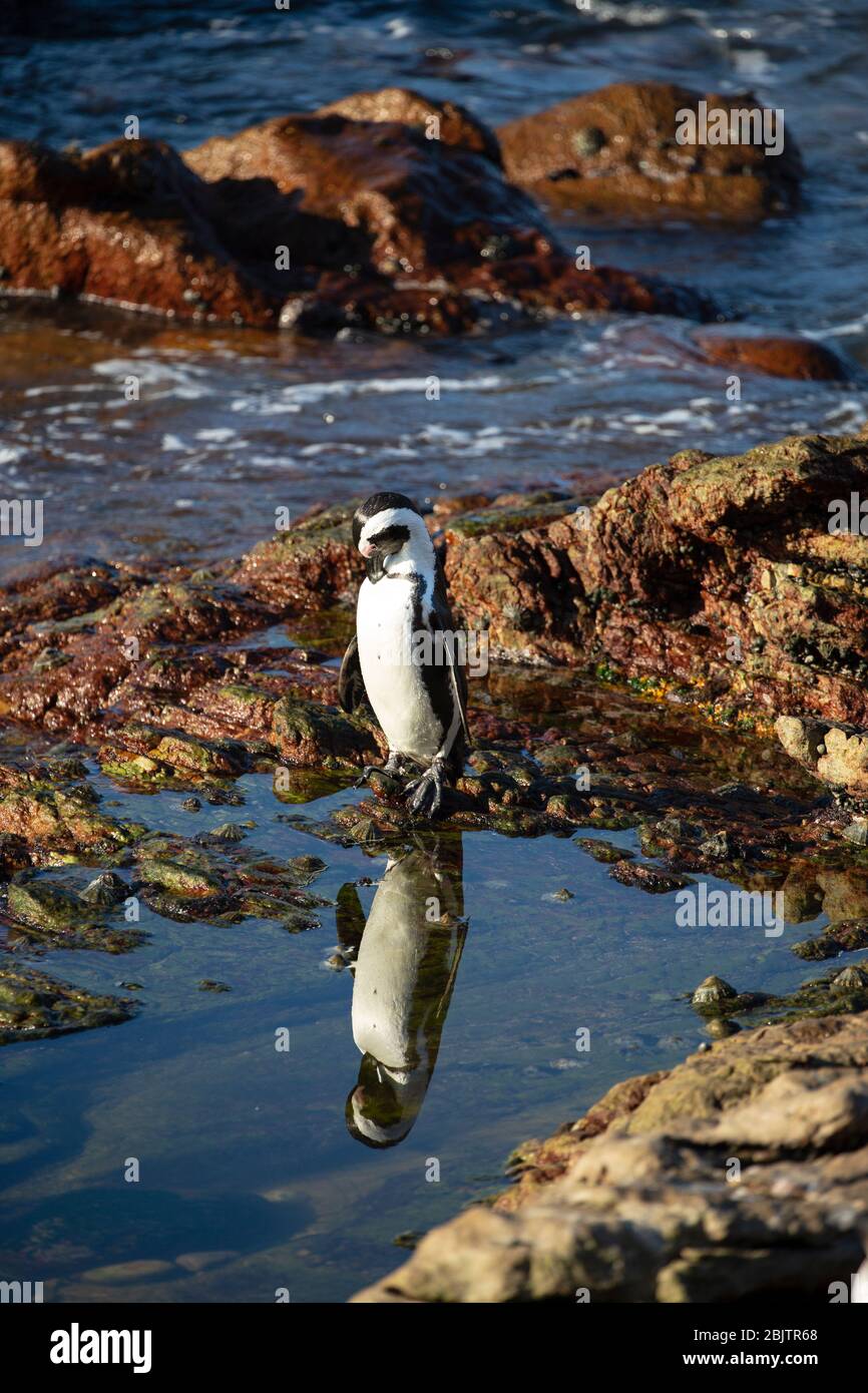 The African penguin, also known as the Cape penguin, and South African penguin, Betty's Bay, South Africa Stock Photo