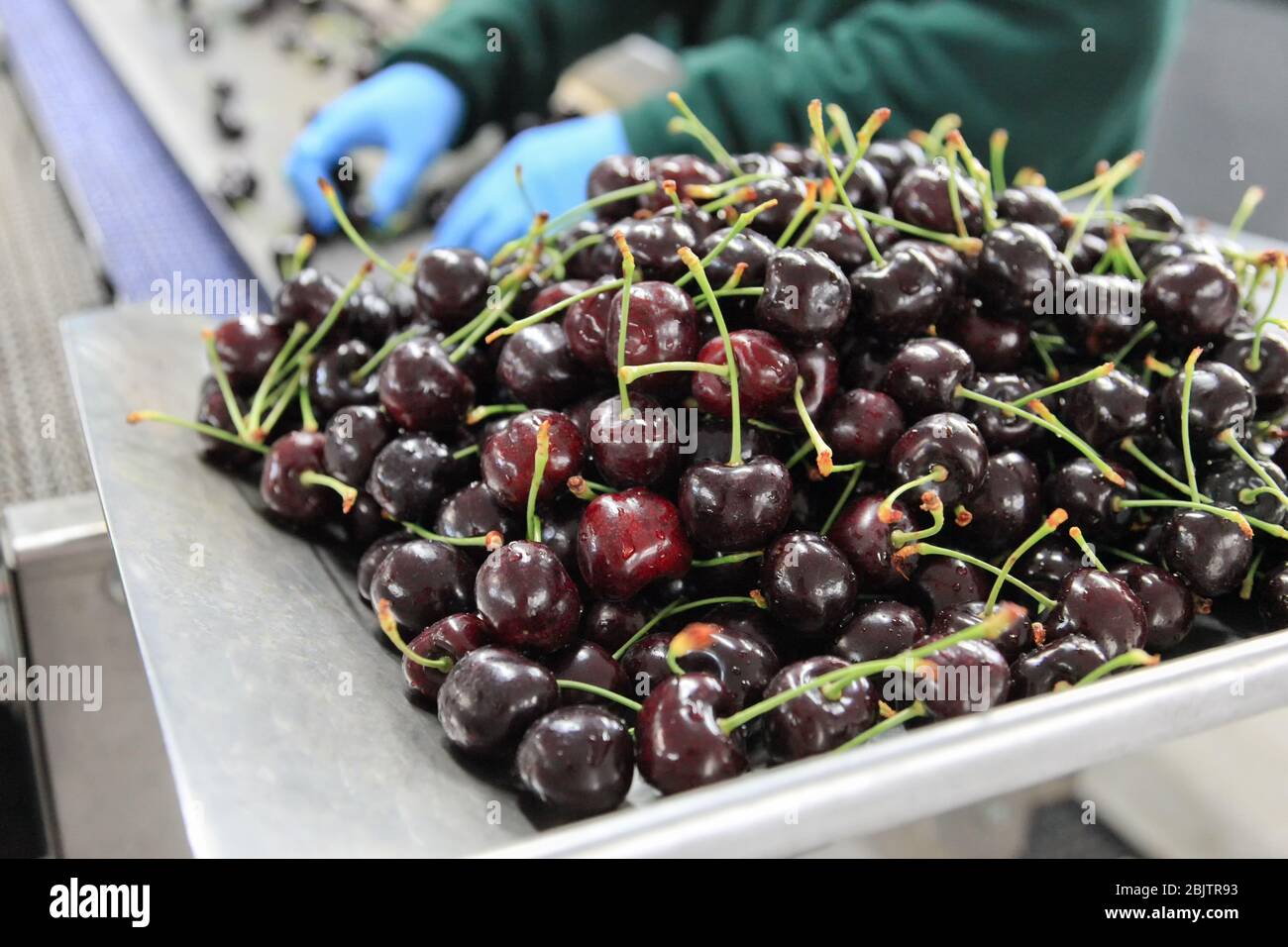 Red ripe cherries in a fruit packing warehouse Stock Photo