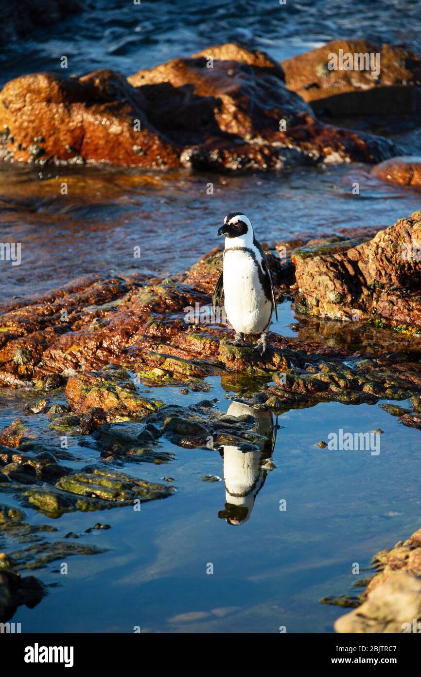 The African penguin, also known as the Cape penguin, and South African penguin, Betty's Bay, South Africa Stock Photo