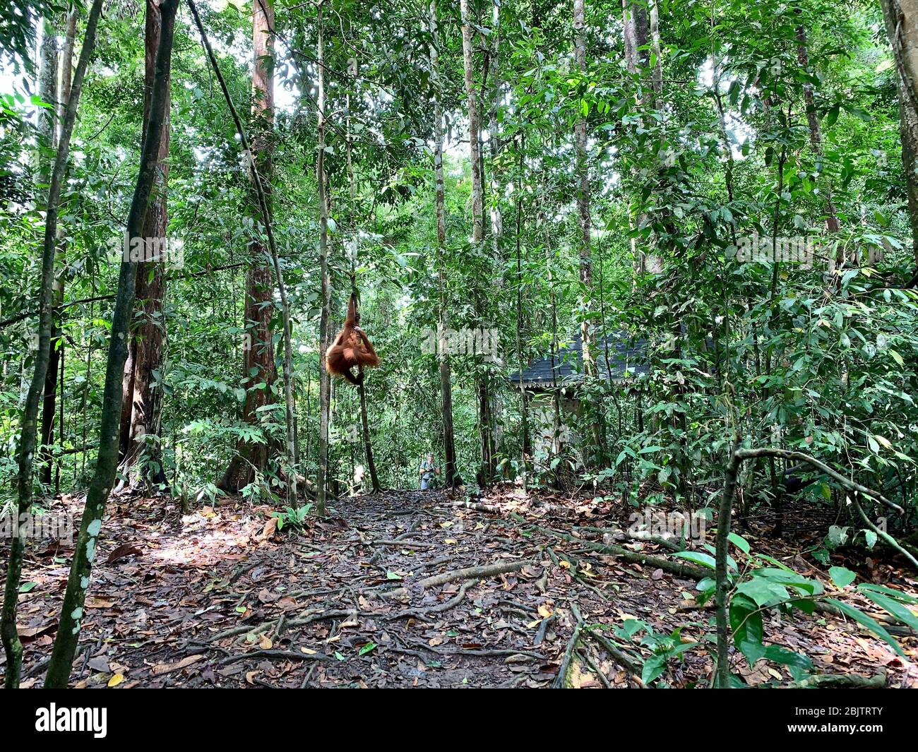 Orangutan Bukit Lawang National Park in Sumatra Stock Photo