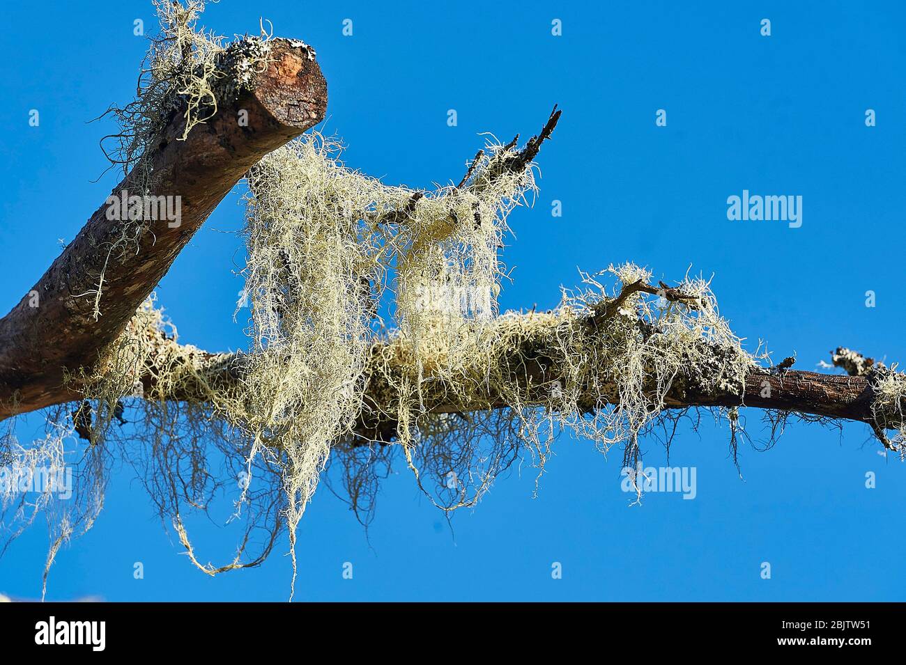Usnea (Usnea longissima) known as old man’s beard  or beard lichen growing on a tree Cherry Hill, Nova Scotia, Canada Stock Photo