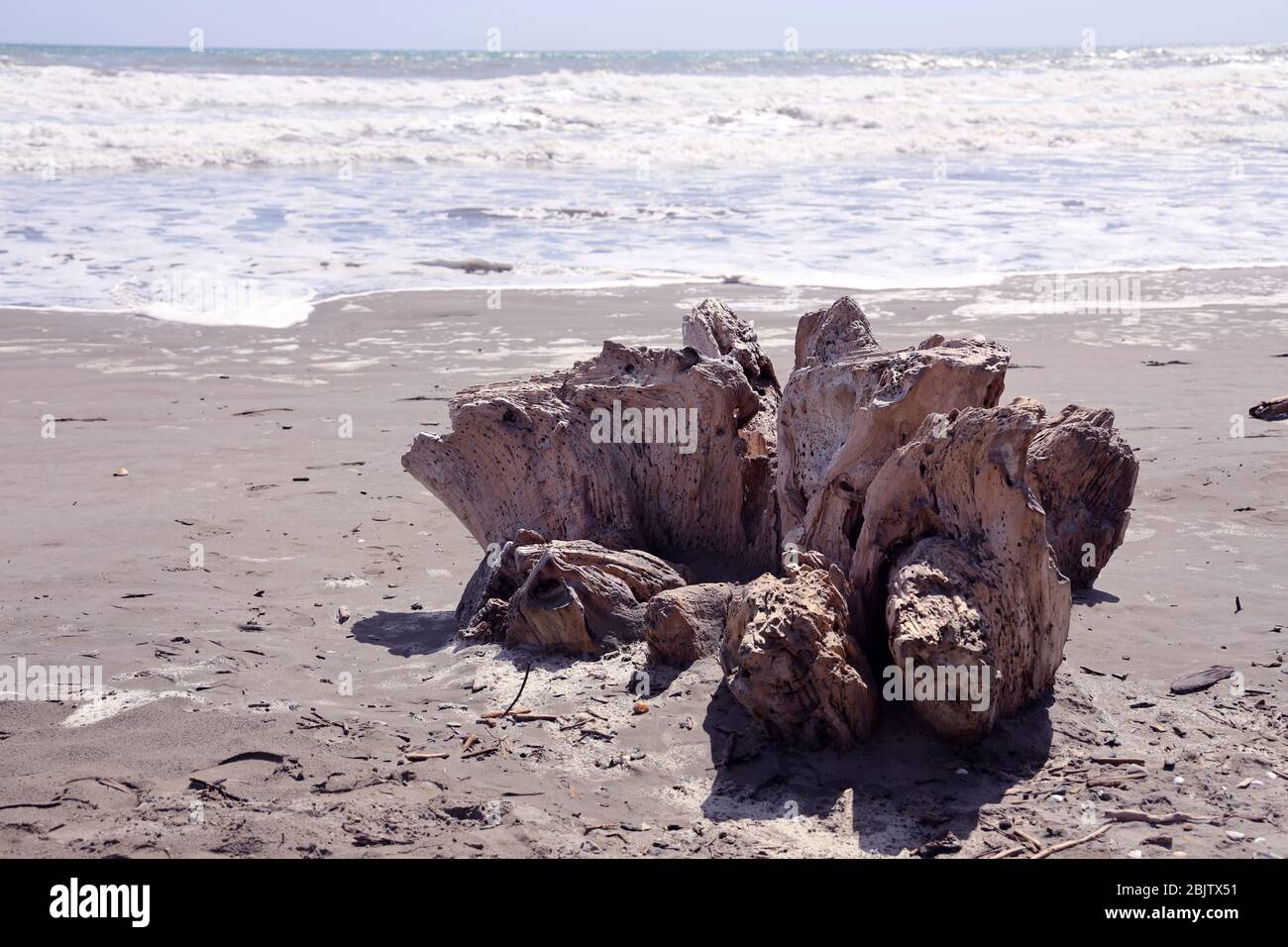 Driftwood. Driftwood on a sandy beach , Otaki, West Coast, North Island