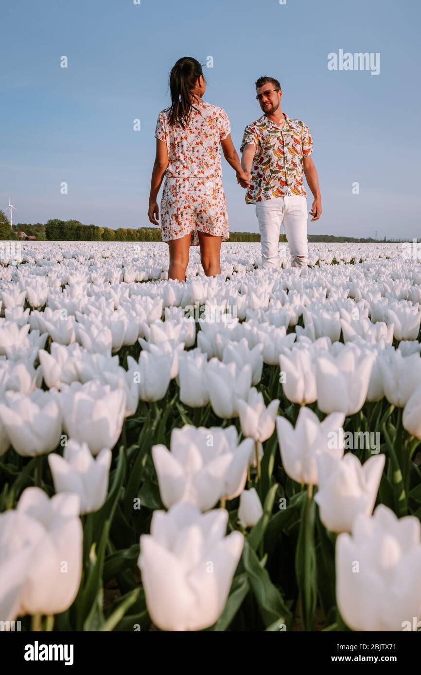 White tulip flower field during spring in the Netherlands ...