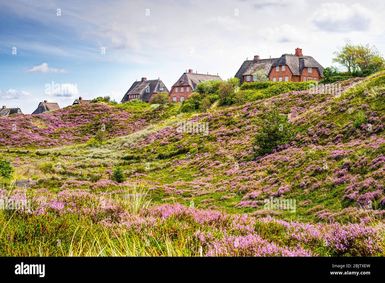 Heather in bloom and thatched cottages in the dunes. Fairytale landscape panorama on the island of Sylt, North Frisian Islands, Germany. Stock Photo