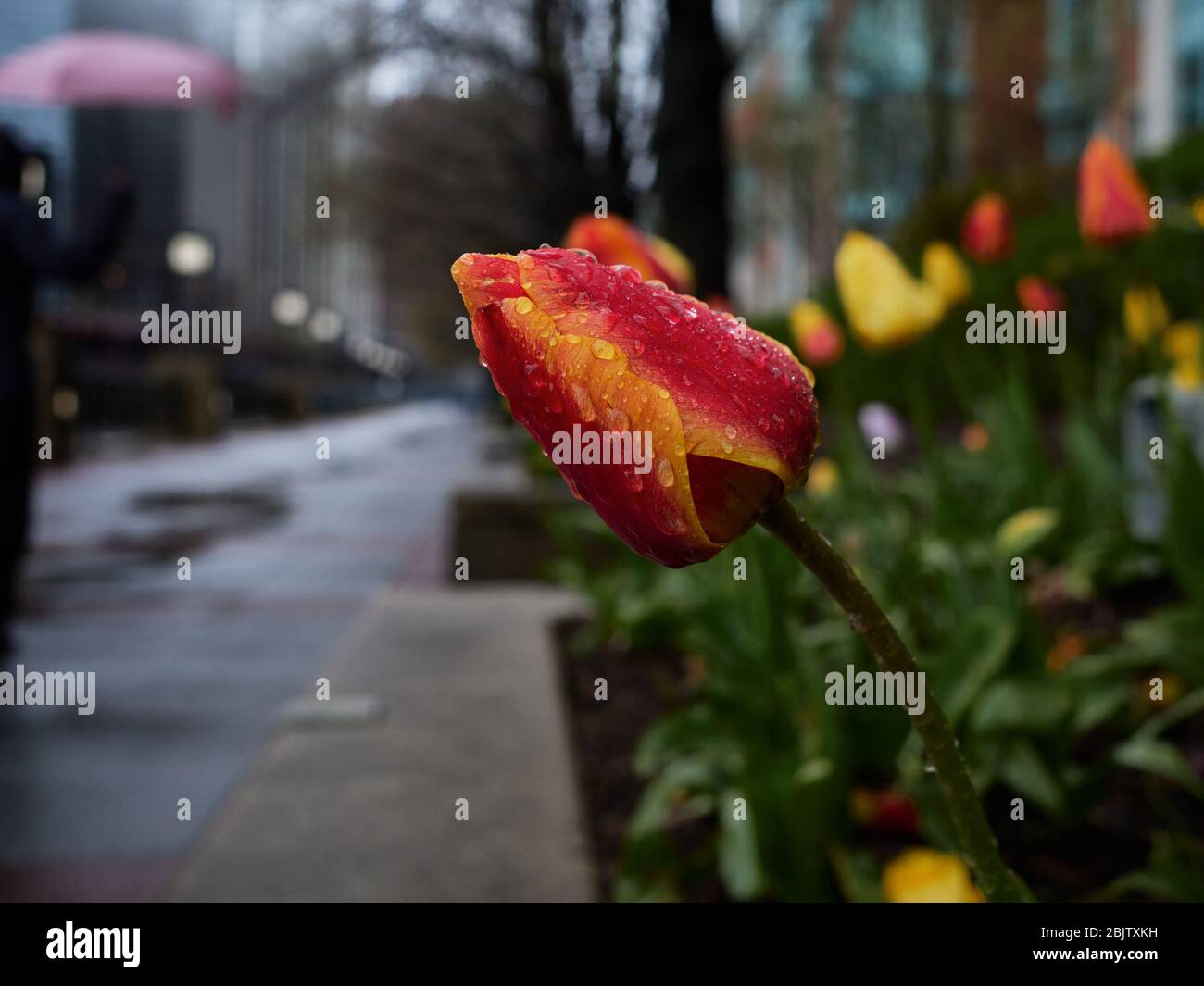 Chicago tulip gardens during the rain Stock Photo