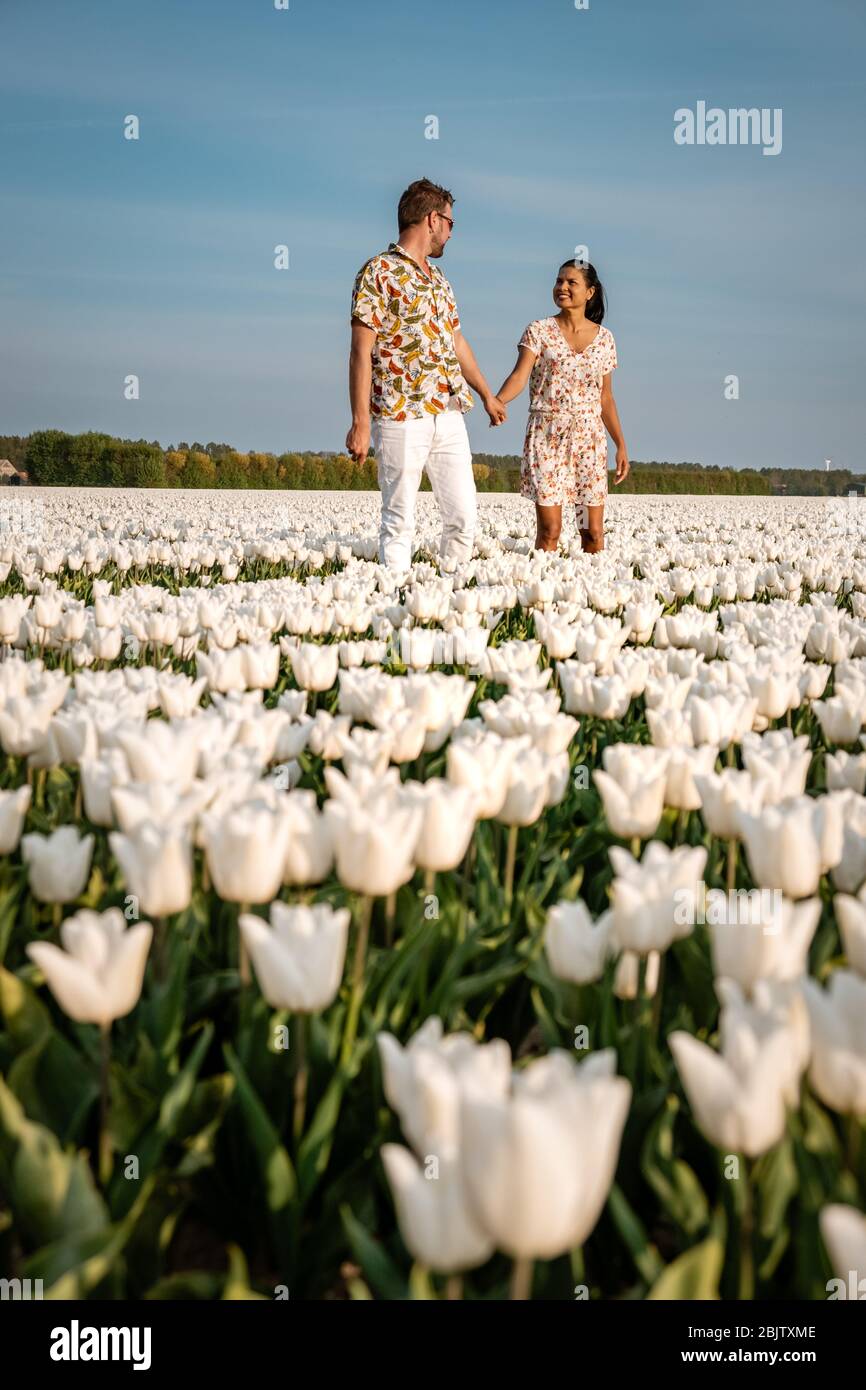 White tulip flower field during spring in the Netherlands ...