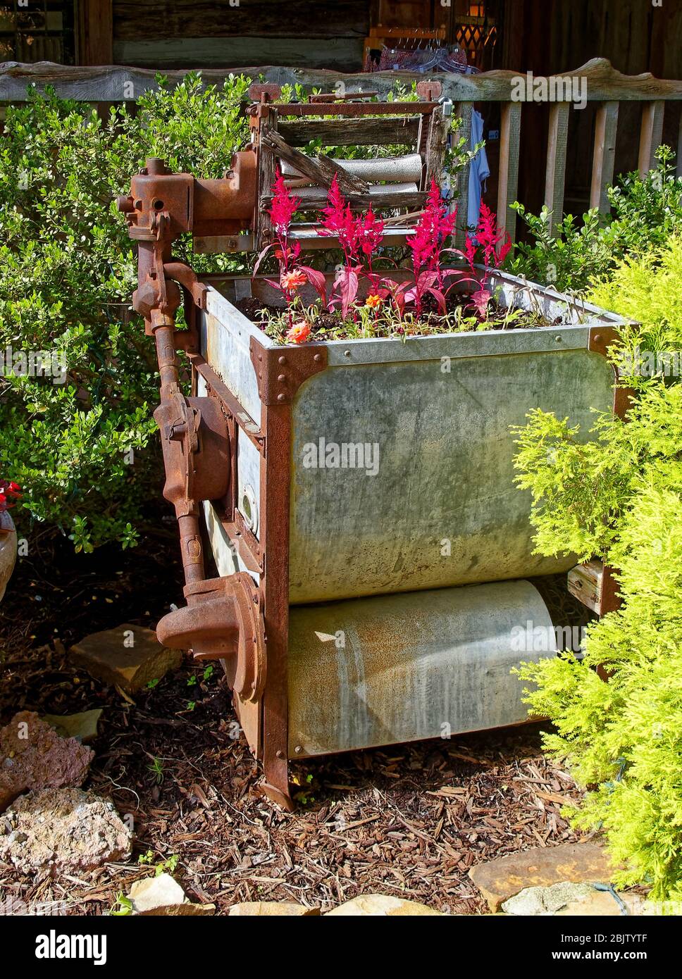 antique ringer washing machine, metal, partly rusted, used as planter, flowers, old, garden, USA Stock Photo