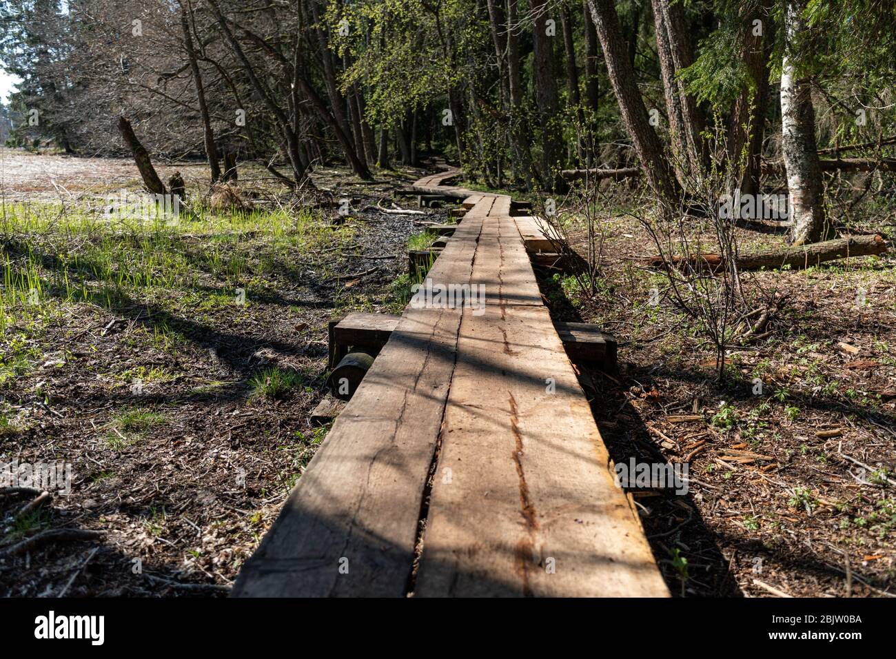 Duckboard or boardwalk or boarded path, part of nature hike trail Stock Photo