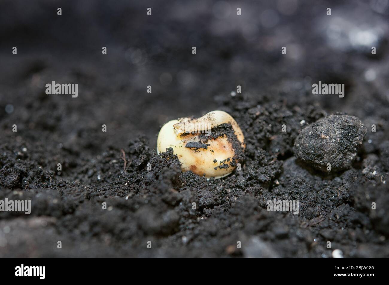 close up of corn germination on fertile soil Stock Photo