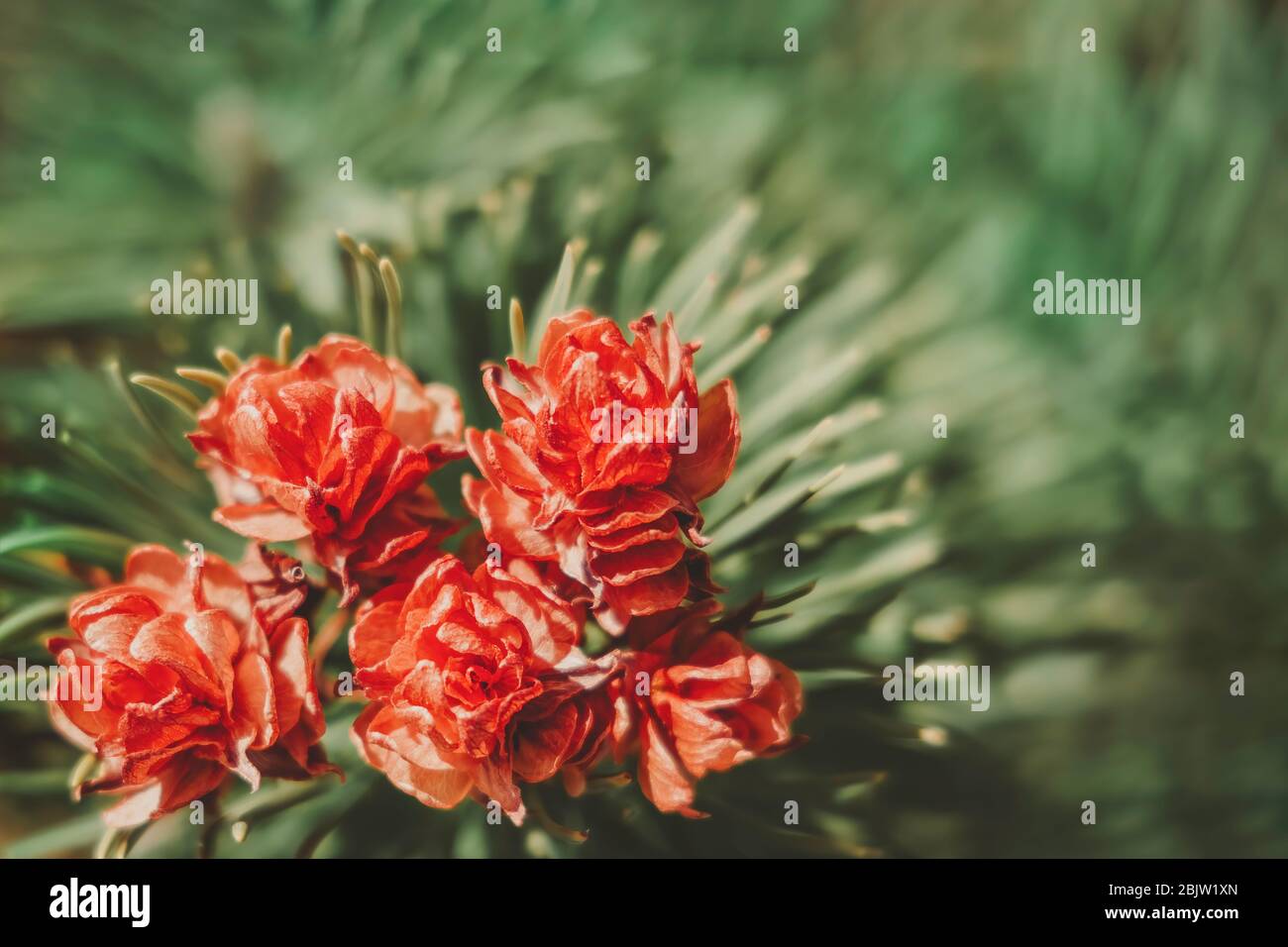 Spring-Summer dreamy floral background, soft-focus photo of a beautiful pink flower, amazing nature of spring season. Stock Photo