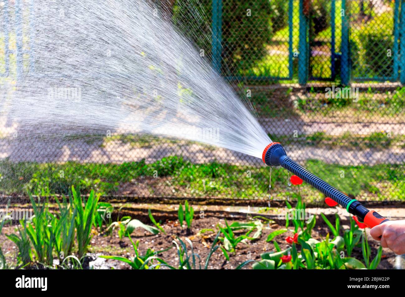 Farmer watering a flowerbed in the garden on a bright spring day. Stock Photo