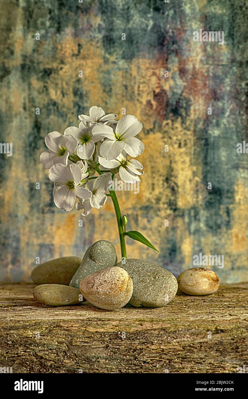 white flowers on a sunny backdrop,lovely spring and summer flower Stock Photo