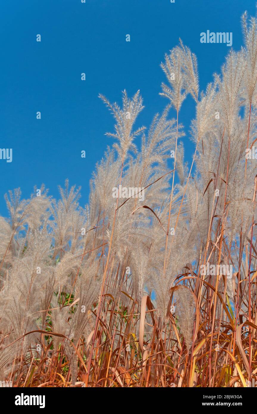 Flowering Chinese reed, Miscanthus sinensis, in autumn Stock Photo