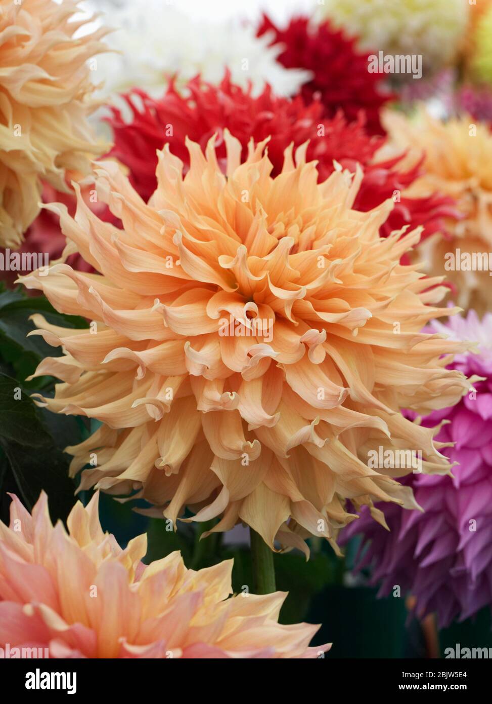 Dahlia 'Aggie White' flower. Stock Photo