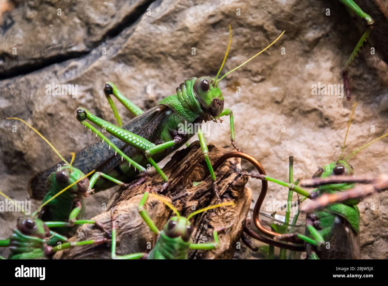 Huge green grasshopper sitting in group of other grasshoppers as a leader. Stock Photo