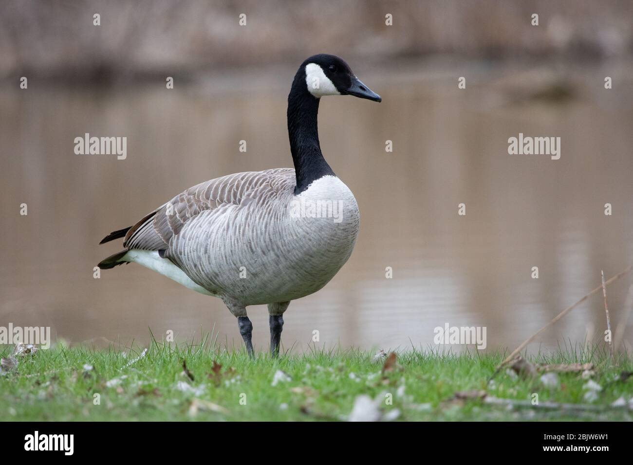 Wildlife Birds Canadian Canada Goose Standing Waters Edge Afternoon Stock Photo