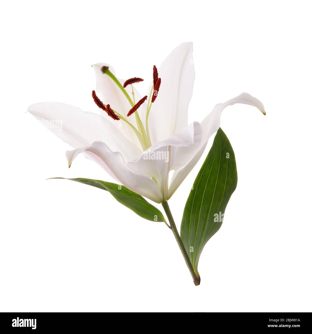 Flower white lily isolated on white background Stock Photo - Alamy
