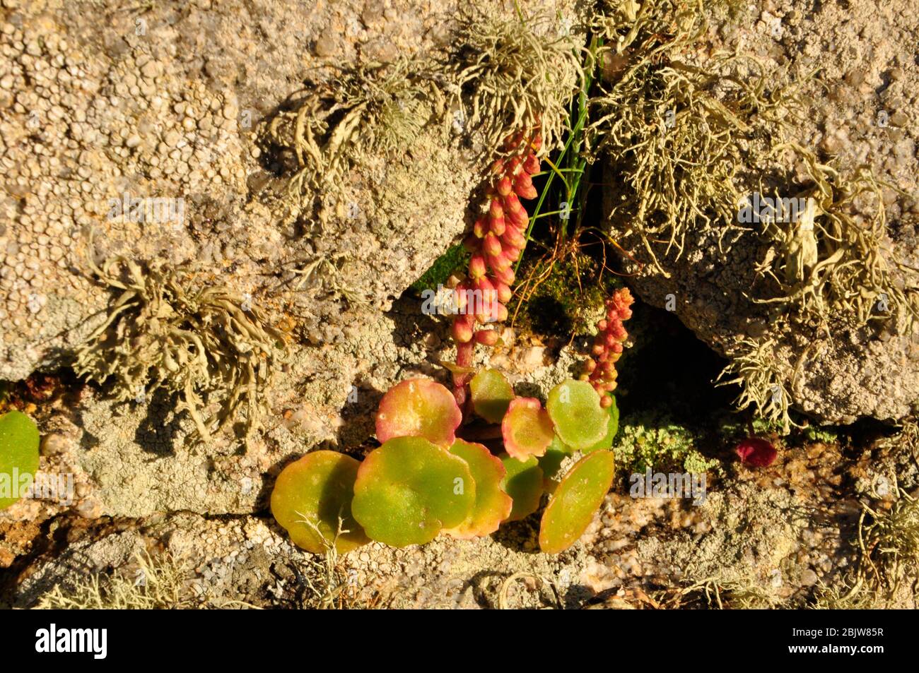 Evening sun lights Navelwort (Umbilicus rupestris) and lichen growing in a granite stone wall on the island of St Marys in the Isles of Scilly, Cornwa Stock Photo