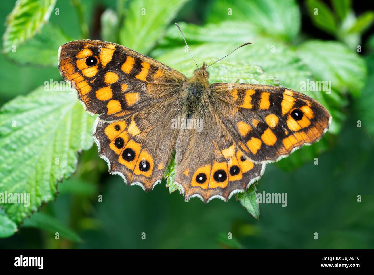 Brown butterfly on a leaf outdoor Stock Photo