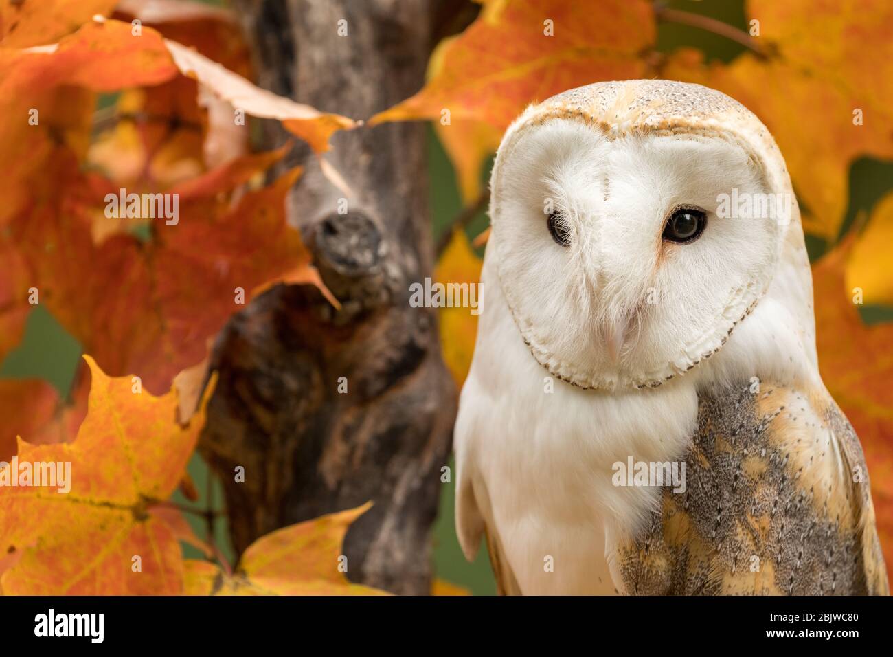 Barn owl in an autumn maple tree Stock Photo